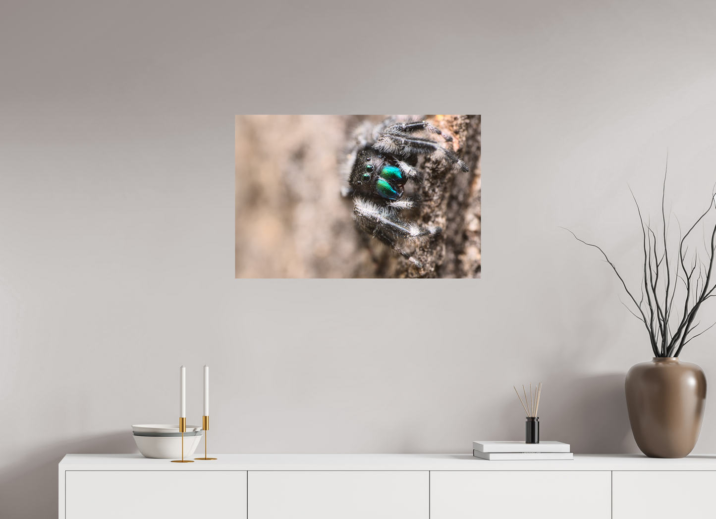 Phidippus audax II
