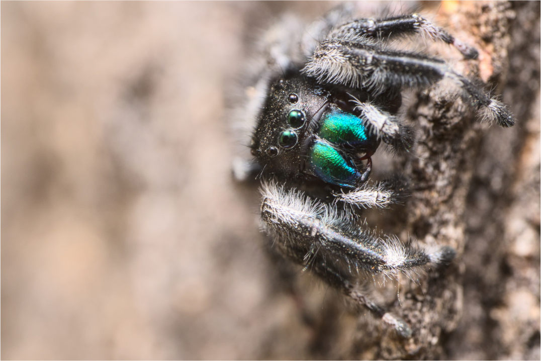Phidippus audax II