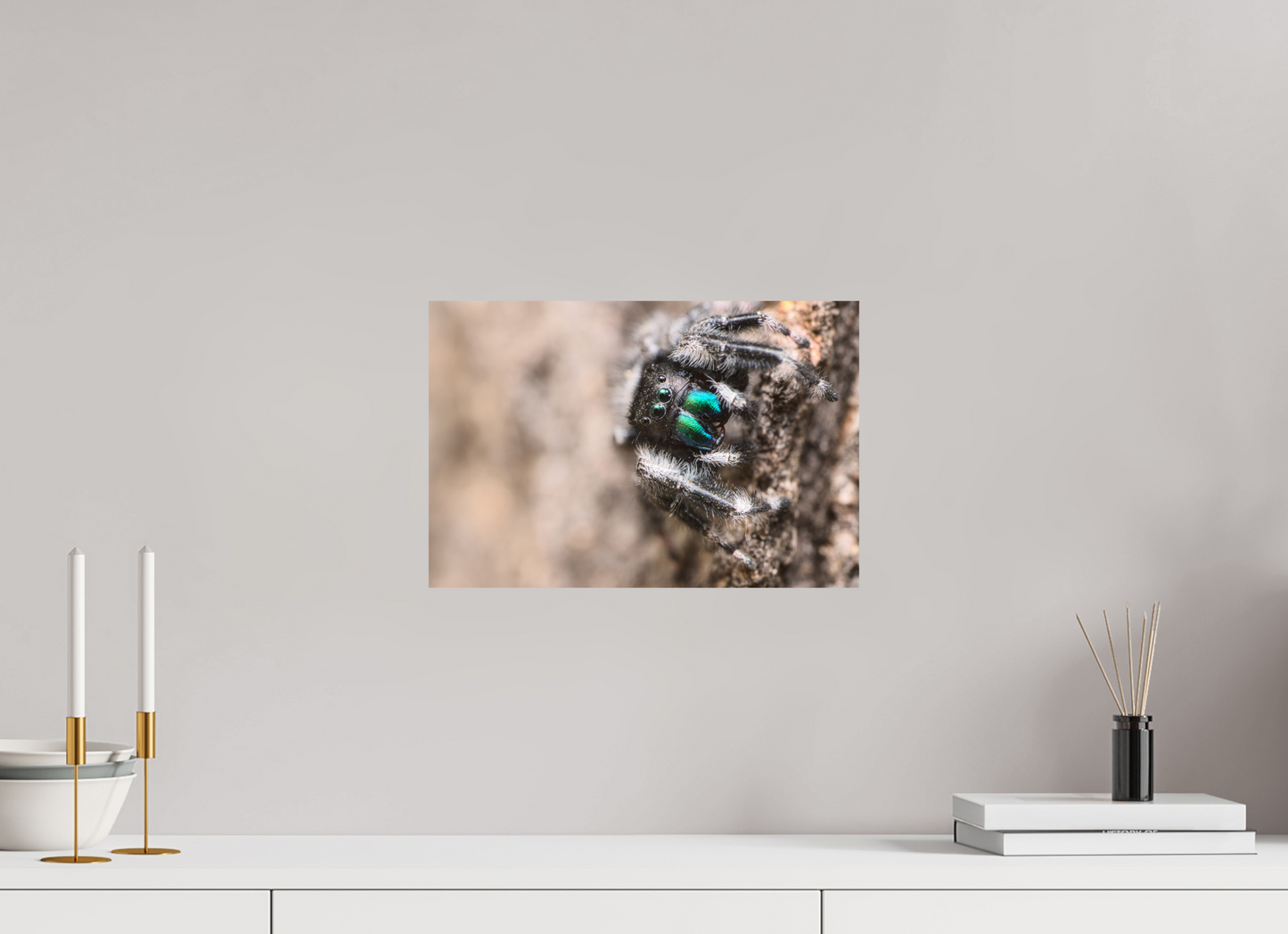Phidippus audax II
