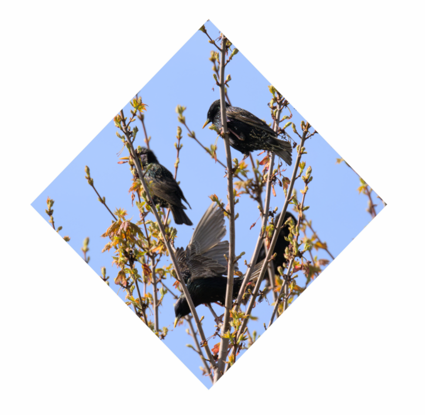 Starlings in tree-flight