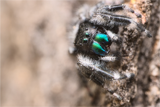 Phidippus audax II