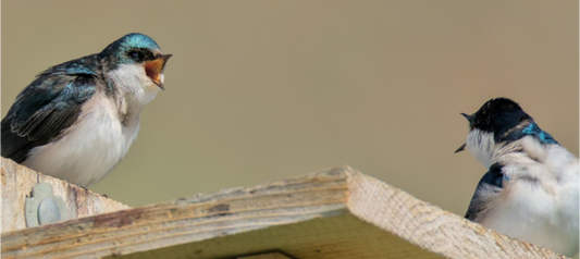 Screaming house sparrows