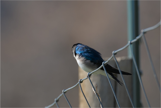 House sparrow looking away