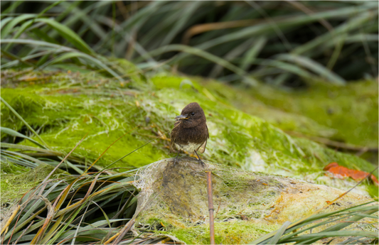 Little brown bird