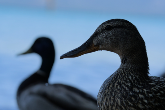 nonbird in profile